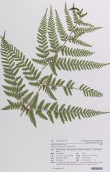 Dryopteris formosana. Herbarium specimen of a self-sown plant from Kerikeri, AK 374687/B, showing the distal portion of a 3-pinnate-pinnatifid frond.
 Image: Auckland Museum © Auckland Museum All rights reserved